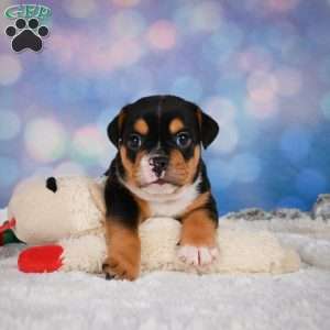 Buddy, Miniature Bulldog Puppy